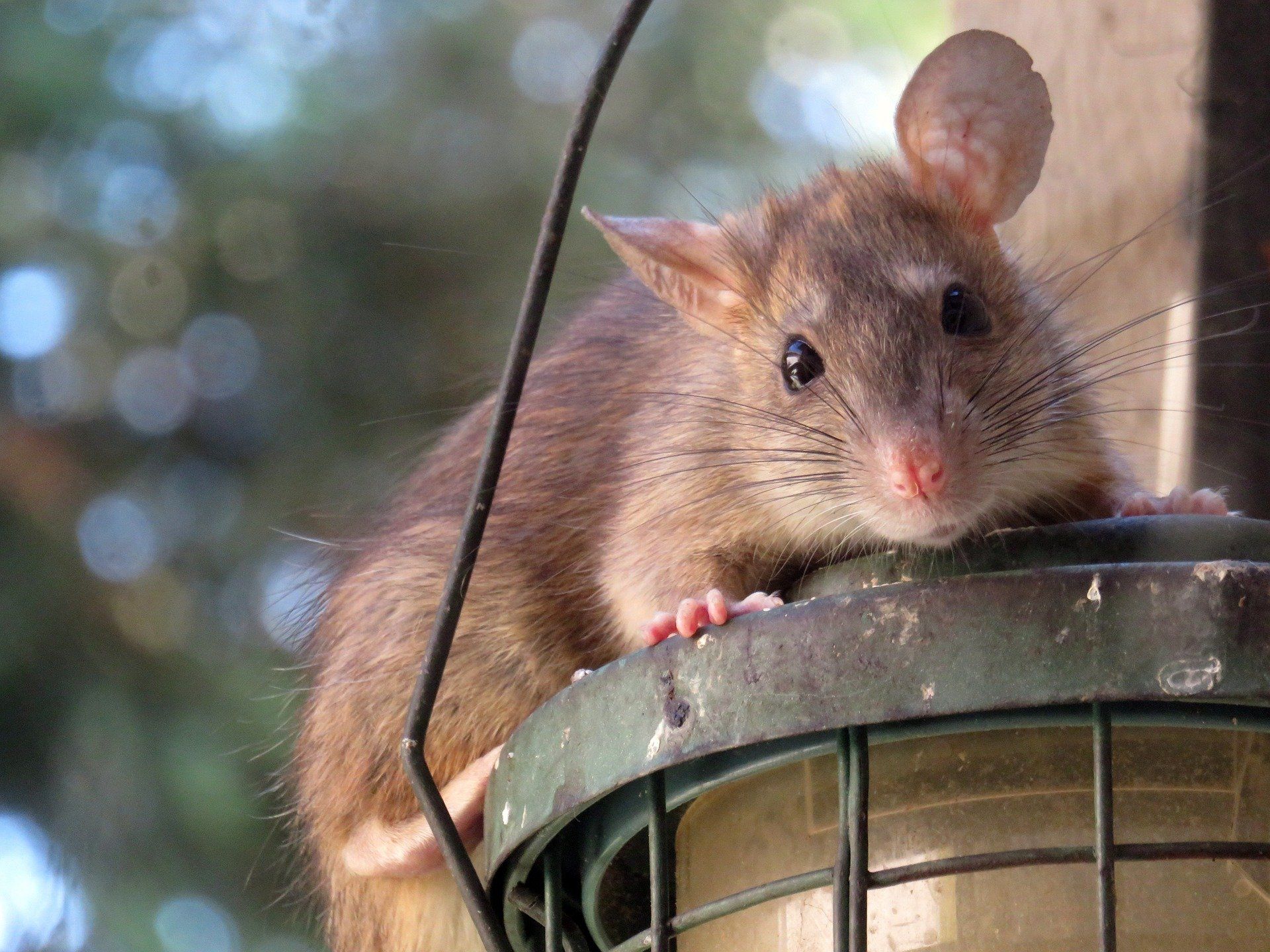 Rat Problems in Stevenage, Hertfordshire